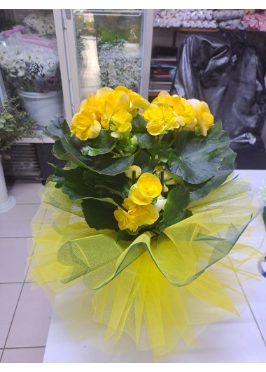 CANLI İTHAL SAKSIDA GÜL BEGONYA